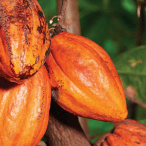 FOSS IN COCOA & CHOCOLATE